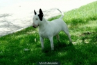 BULL TERRIER EN VENTA - mejor precio | unprecio.es