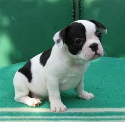 Bulldog Frances, magnifico pedigri, 150 euros.