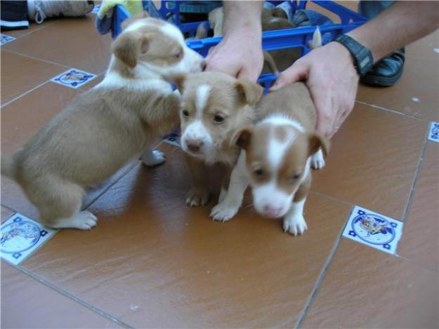 Cachorros pequeño-mediano en adopcion