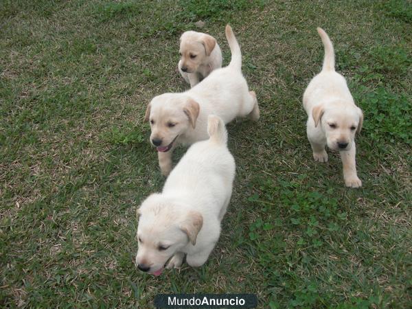 CAMADA LABRADOR RETRIEVER 200€ TRANSPORTES INCLUIDOS