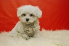 Espectaculares Cachorros de Bichon Maltes--Buena Camada//Informate - mejor precio | unprecio.es