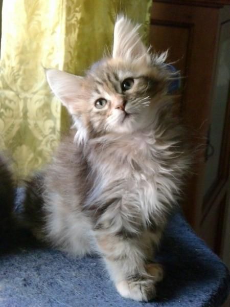 GATOS MAINE COON