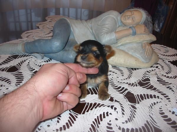 Yorkshire terrier,cachorros,machos y hembras, pedigree.