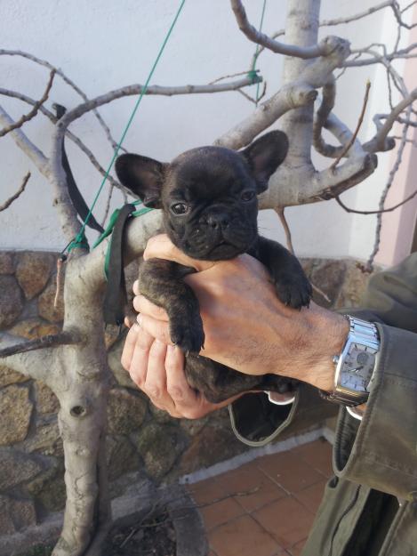 BULLDOG FRANCÉS NEGRO. EXCELENTE MORFOLOGÍA. PEDIGREE. GARANTIAS