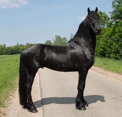 Caballo Castrado 8 años Friesian