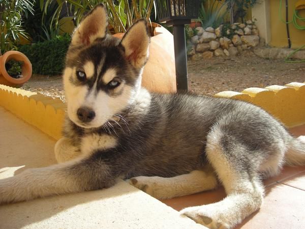 CACHORRITA HUSKY DE PURA RAZA