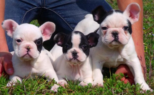 CAMADA DE BULLDOG FRANCES , VARIOS COLORES