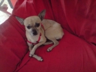 Mezcla Pincher-Chihuahua busca novio - mejor precio | unprecio.es