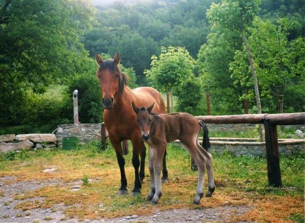 Venta de potros/potras (caballos)