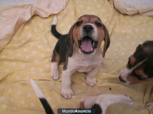 beagle cachorrito tricolor