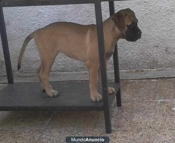 BULLMASTIFF HEMBRAS