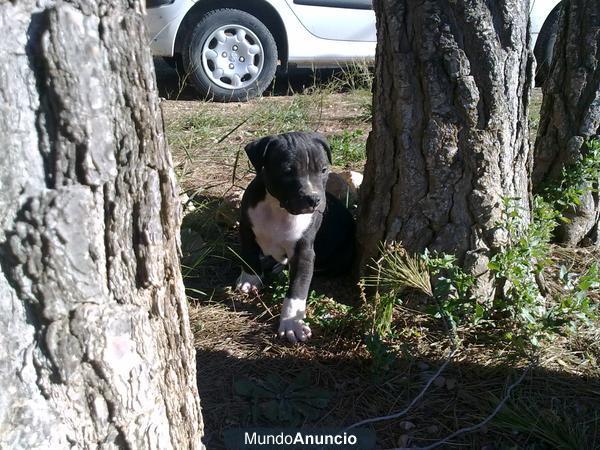 Cachorro American Pit Bull Terrier.