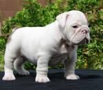 CACHORROS BULLDOG INGLES PARA NAVIDAD -