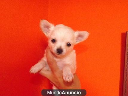 cachorros de chihuahua