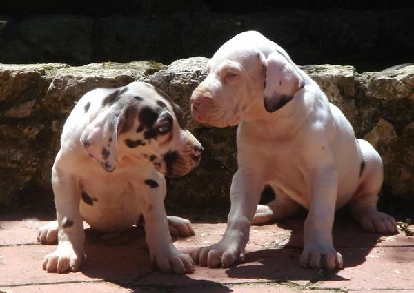 CACHORROS DE DOGO ALEMAN 650