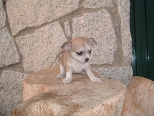 Chihuahua marrón y blanca de gran calidad