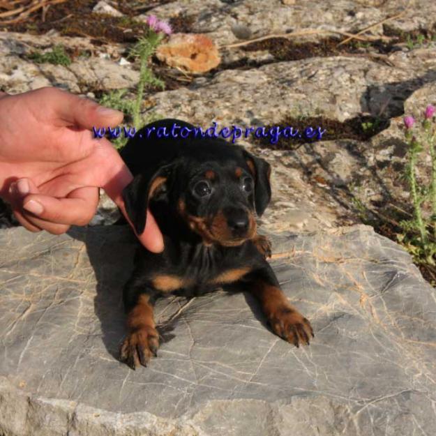 Pinscher toy 250€ ocasion