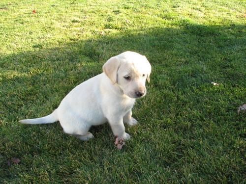 Precioso cachorros de Labrador 250