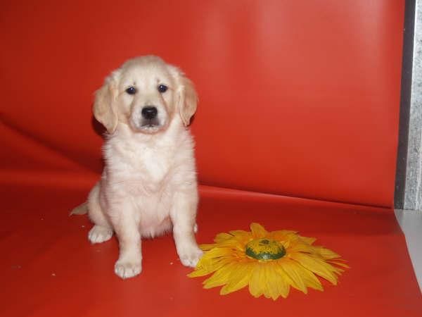 Vendo cachorritos de Golden, económicos