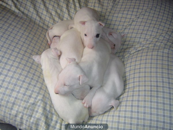 cachorros de bullterrier