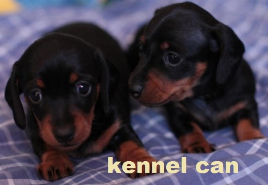 Criadores de teckel kennel can