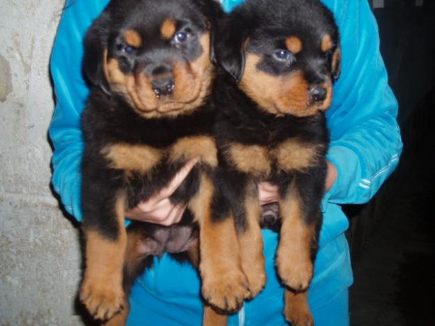 Espectaculares cachrras de Rottweiler, línea Americana