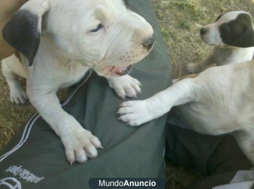 Pit bull ofrece