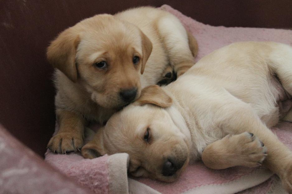 Preciosa camada de labradores