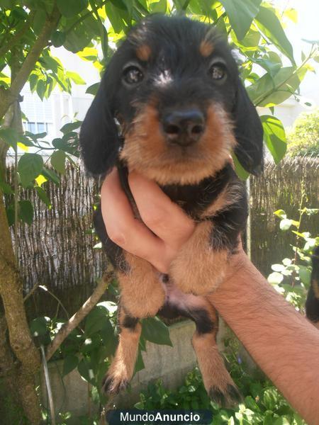 Precioso cachorro teckel de pelo duro