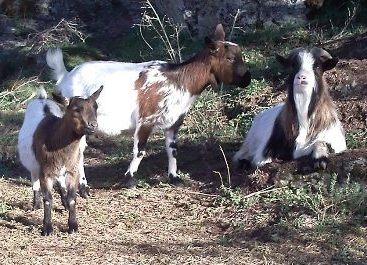 VENDO CABRAS ENANAS