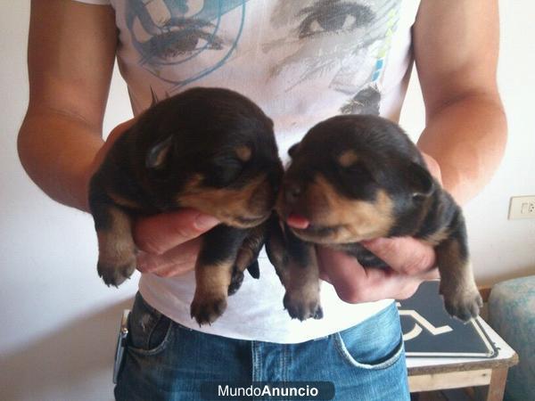 VENDO CACHORROS DE ROTWEILER