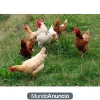 venta de huevos y pollos de campo