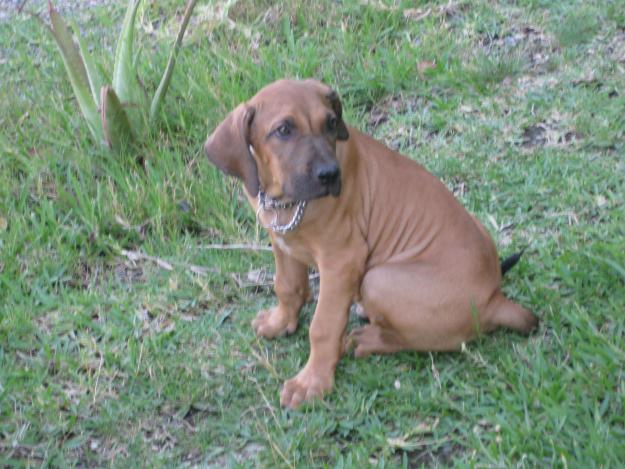 cachorro de fila brasileño