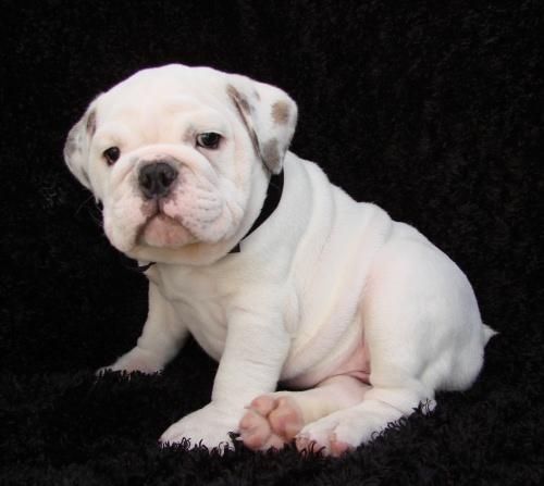 Cachorros BULLDOG INGLES 145