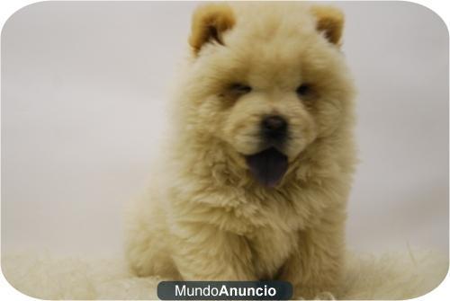 chow chow , listos para vender, cachorros de criadero