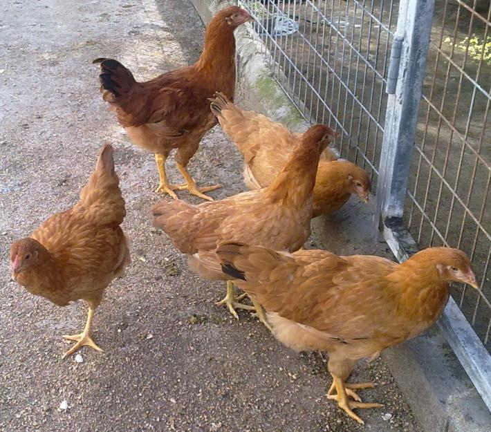 Gallinas y gallos mos 5€/unidad