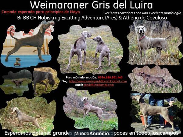 WEIMARANER. BRACOS DE WEIMAR EXCELENTES