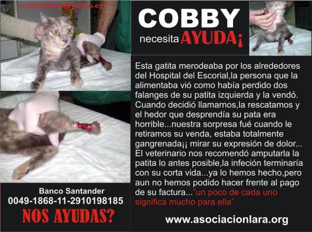 AYUDA!. COBBY gatita rescatada, amputada su pata trasera.