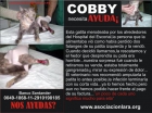 AYUDA!. COBBY gatita rescatada, amputada su pata trasera. - mejor precio | unprecio.es