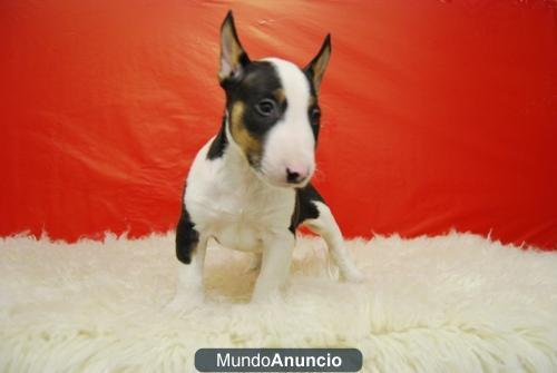 BULL TERRIER MINI, ALTA CALIDAD, CACHORROS CON DOS MESES