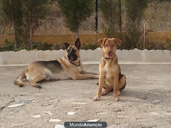 cachorro hembra marron ojos verdes    607805359