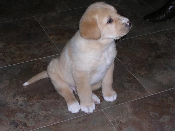 Cachorro macho de labrador