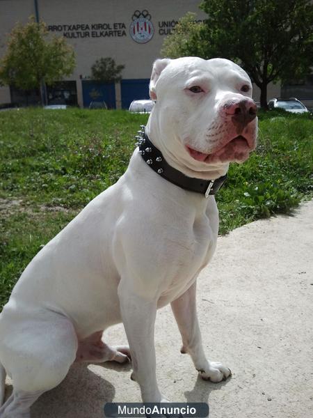 CACHORROS DE PITBULL