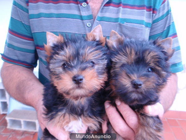 CAMADA YORKSHIRE TERRIER MINIS 350E TRANSPORTES INCLUIDOS