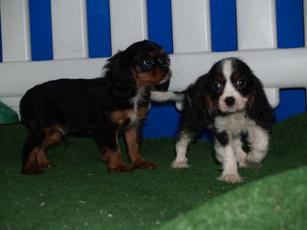 Cavalier, unos cachorros maravillosos