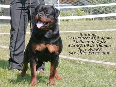 Rotmanbulls Rottweiler