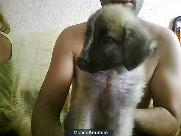 vendo perro mastin