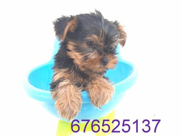 Yorkshire Terrier. buen precio. Tarragona