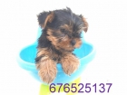 Yorkshire Terrier. buen precio. Tarragona - mejor precio | unprecio.es