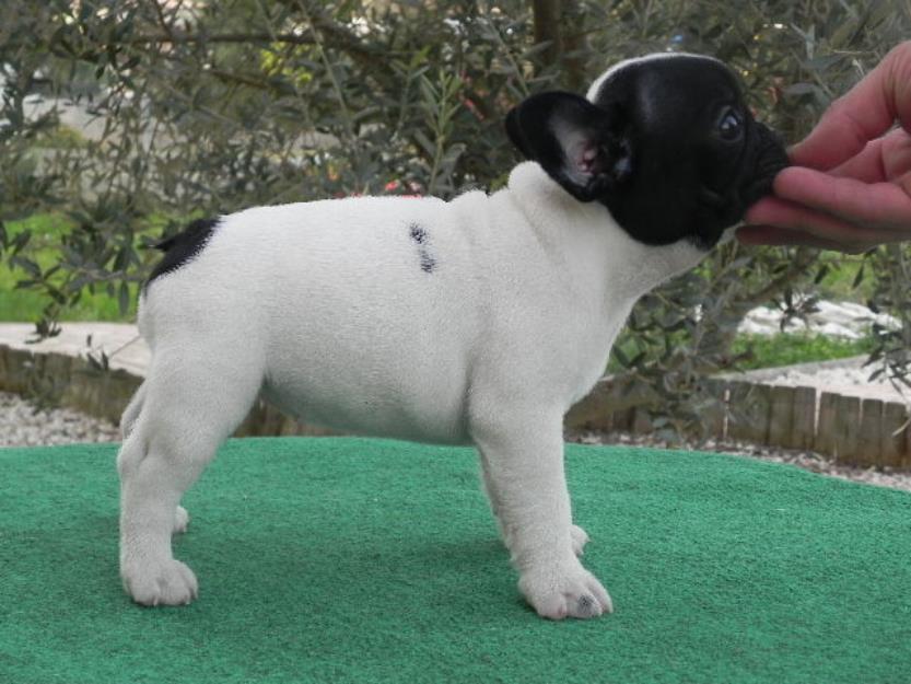 Cachorros bulldog francés, cria familiar.